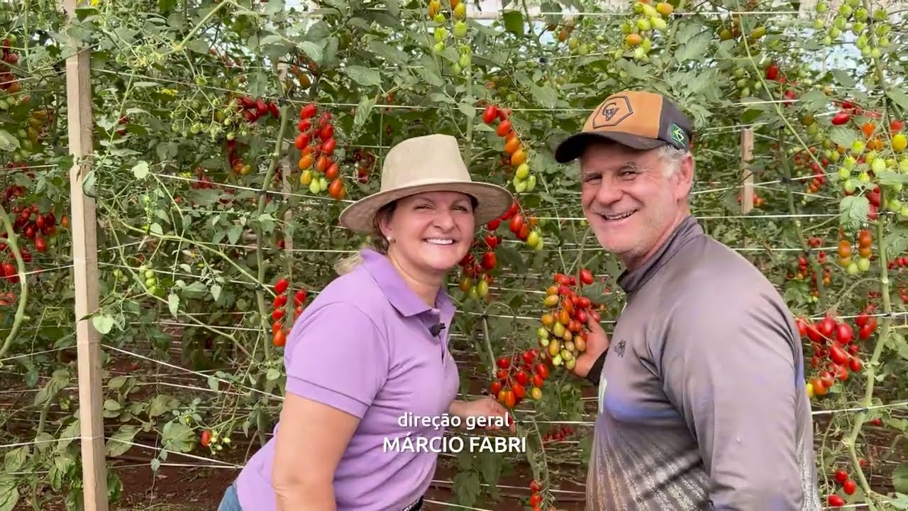 Cultivo de tomate cereja em estufa ganha força com produtor de Cândido Mota
