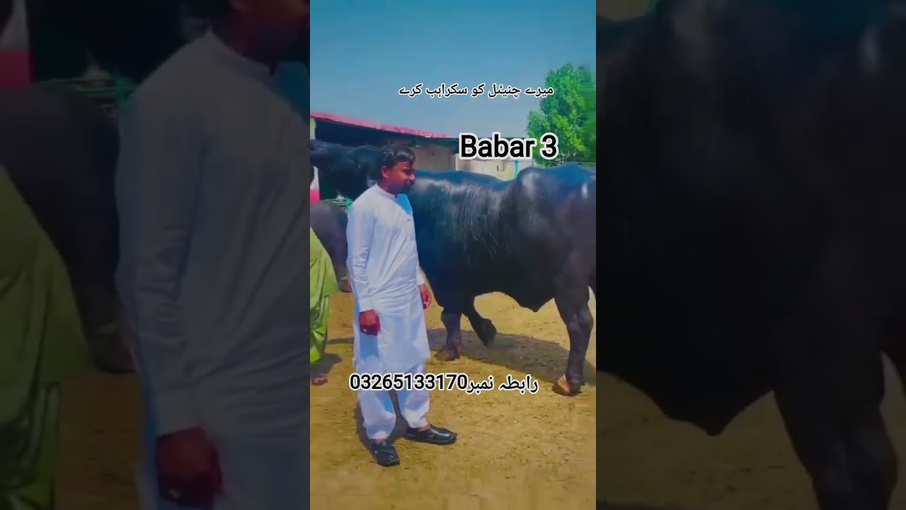 Watch pure nali buffalo in  punjab  pakistan   desh pakpattan punjab tv 03265133170 #viralviedos