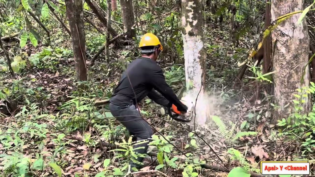 Hari Pertama Membuka Lahan Sawit//Menebang Pokok Clearkan Hutan Untuk Ladang Sawit.