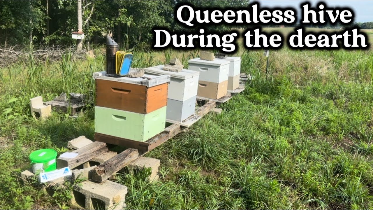 Beekeeping in the dearth “queenless hive” 