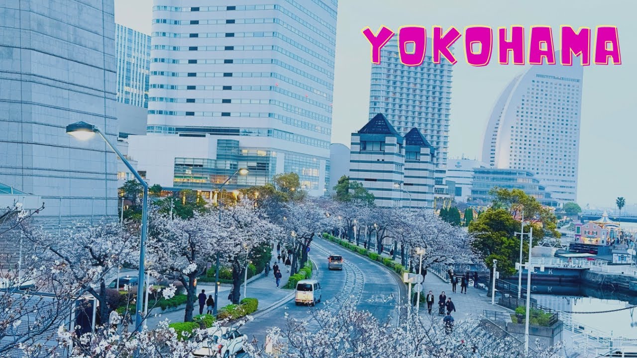 🇯🇵DU LỊCH NHẬT BẢN THÁNG 4 : con đường hoa anh đào ở minatomirai yokohama Nhật bản 