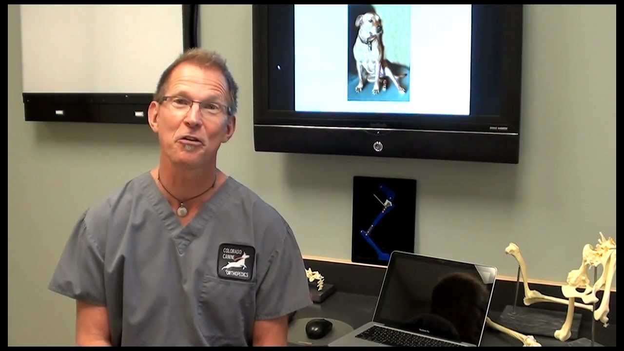 ACL Tears and the Clinical Signs seen in dogs