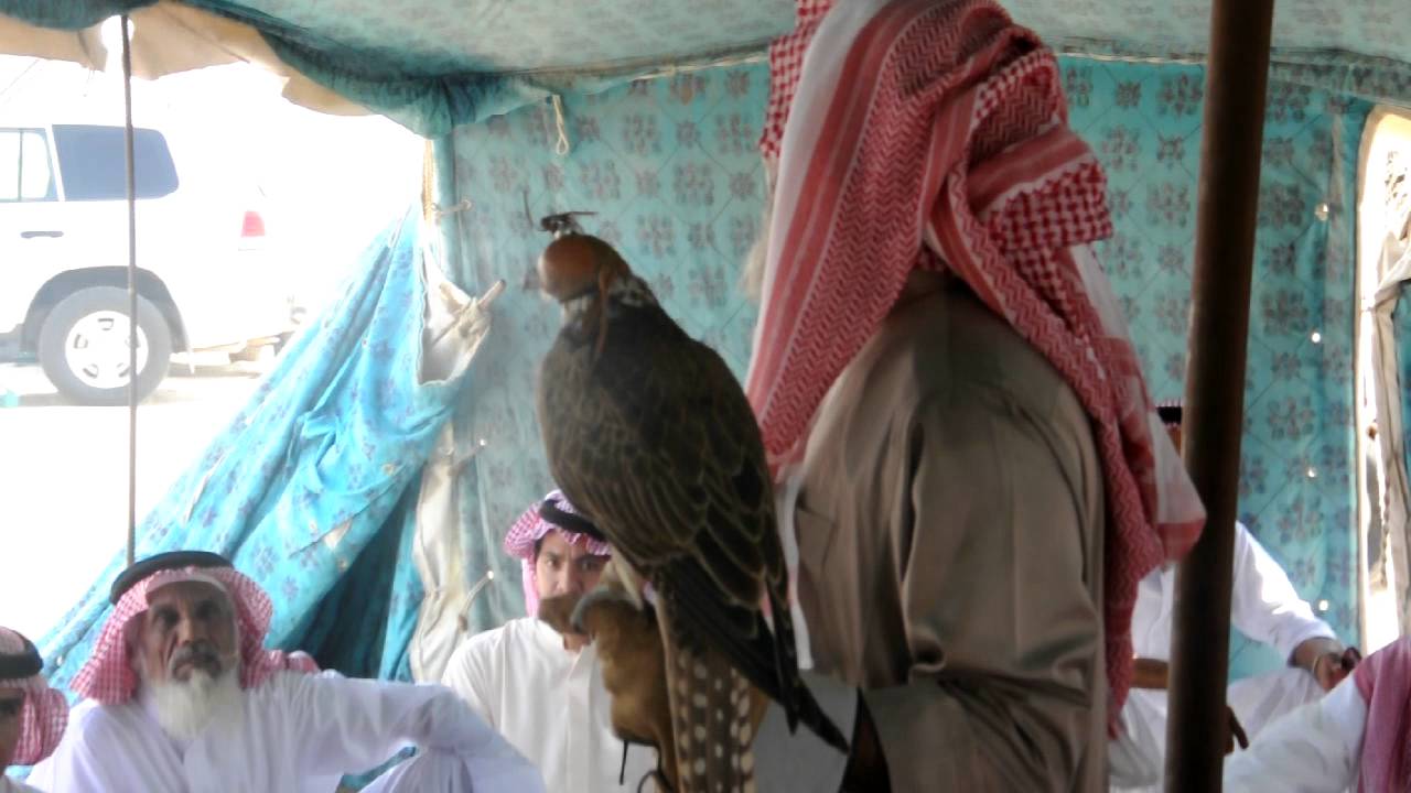 مزاد وحراج طير الشعلان الصقر الحر التام الذي طرح عند الكشوش بتصوير من مؤسس منتديات املج سيتي للتسويق العقاري نايف بن ابراهيم الرفاعي اليوم