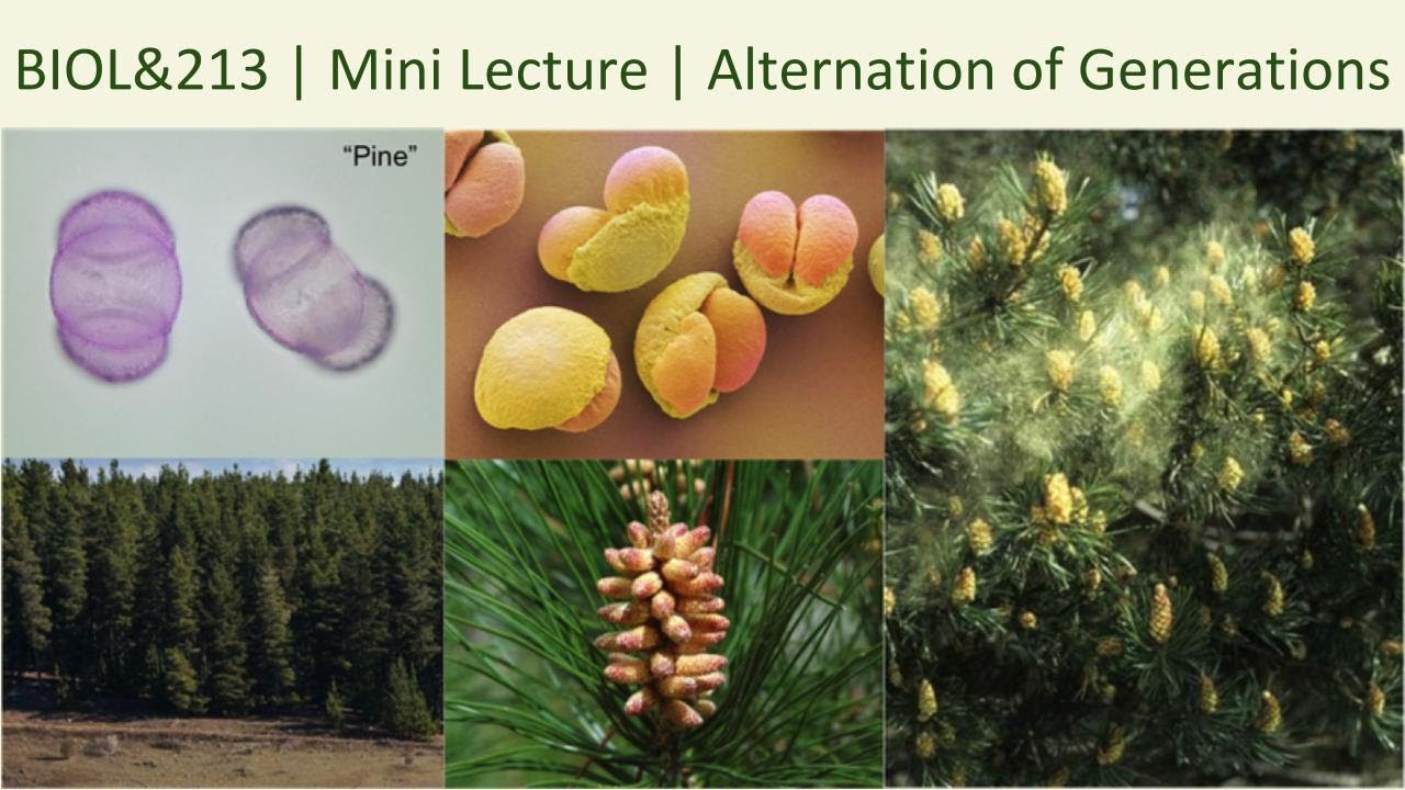BIOL&213 | Mini Lecture | Alternation of Generations