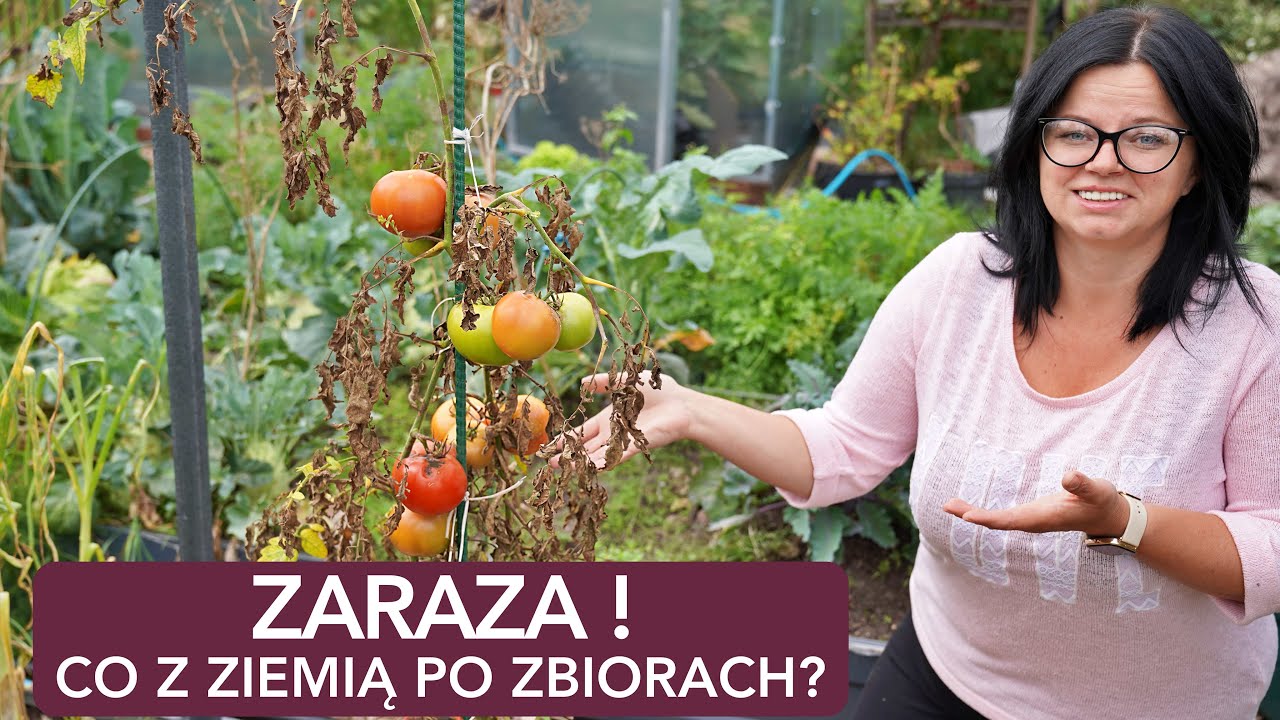 ZARAZA ZIEMNIACZANA NA POMIDORACH, CO Z ZIEMIĄ?. UPRAWA POMIDORÓW.  Kasia in POMIDORY.  NO DIG.