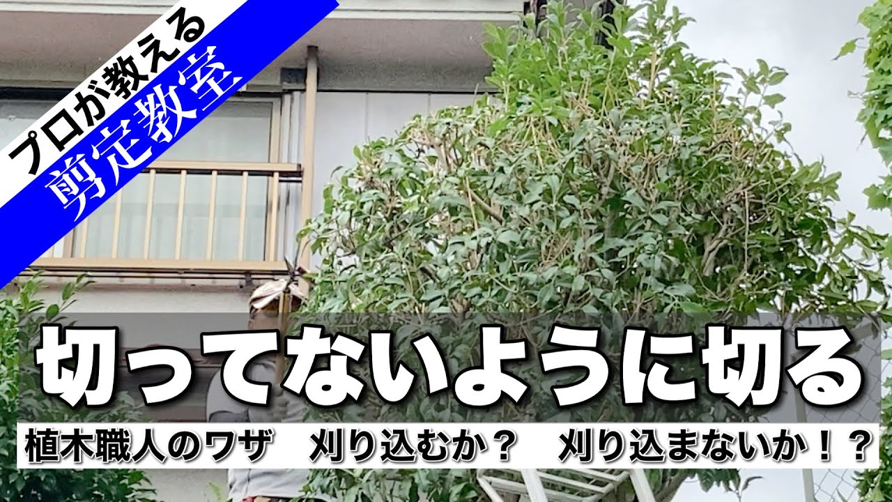 キンモクセイと椿（カンツバキ・寒椿）の剪定、ワンランク上に仕上げる【刈り込みバサミ】のテクニック！プロが教える剪定教室（クロダシャチョー）
