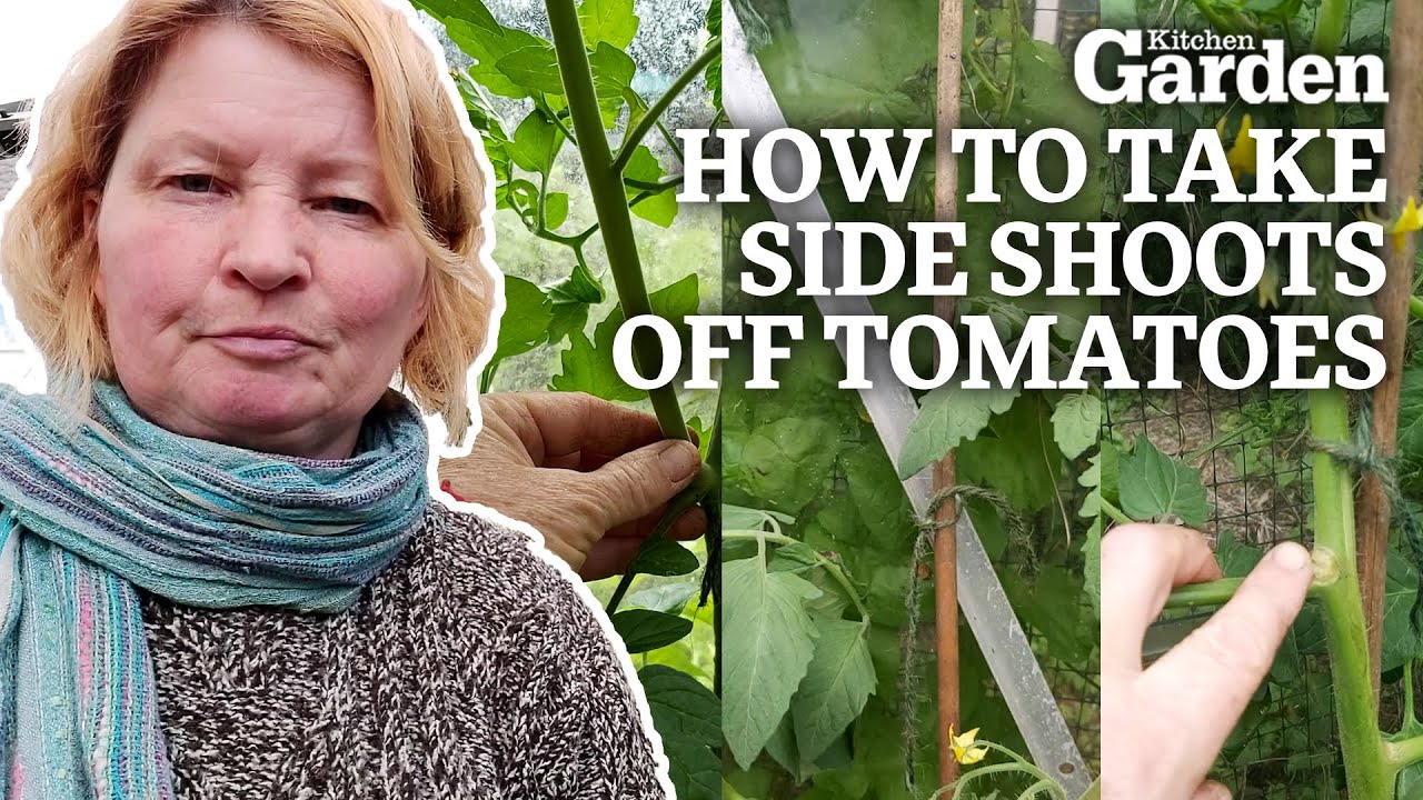How to Take Side Shoots off Tomatoes