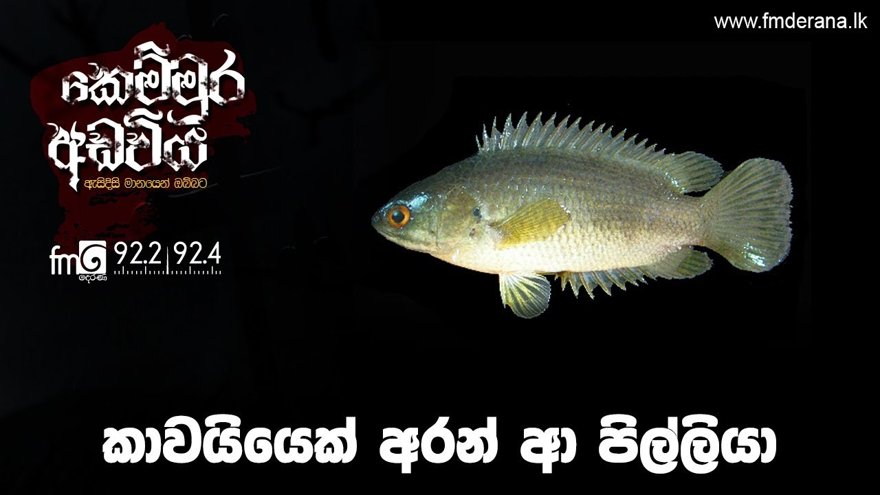 කාවයියෙක් අරන් ආ පිල්ලියා | Kemmura Adaviya | FM Derana