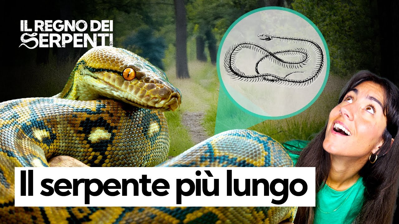 Quanto misura il Pitone Reticolato, il serpente più lungo del mondo che stritola le sue prede