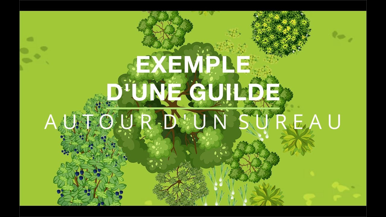 Densifier et diversifier en jardin-forêt - Guilde autour d'un sureau noir