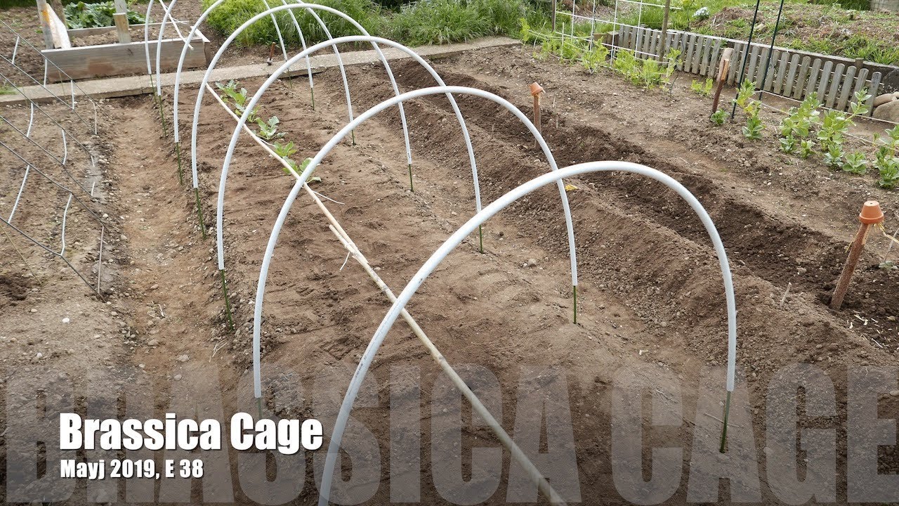 Brassica Cage, May 2019, E 38