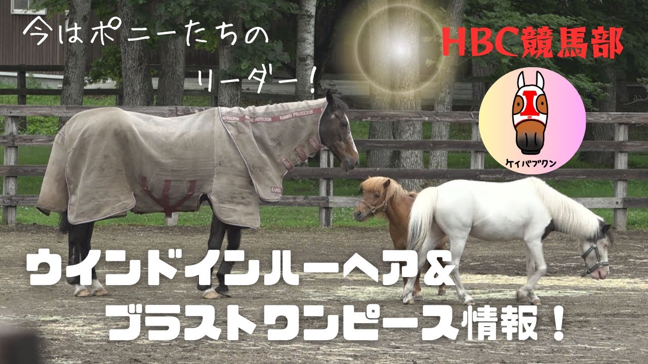 【競馬部TV】ディープ母に”ブラピ”、香港最強馬・ゴールデンシックスティなど登場！ノーザンHP編