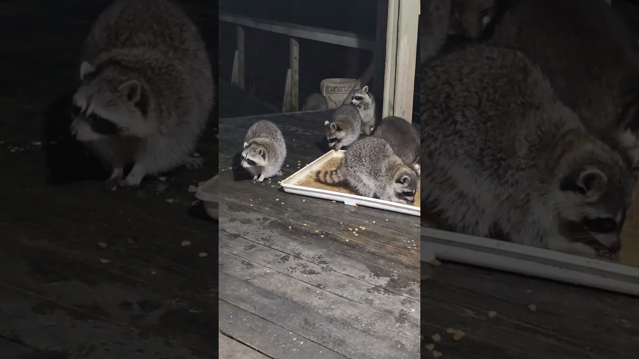 Thursday February 5th my hungry visitors