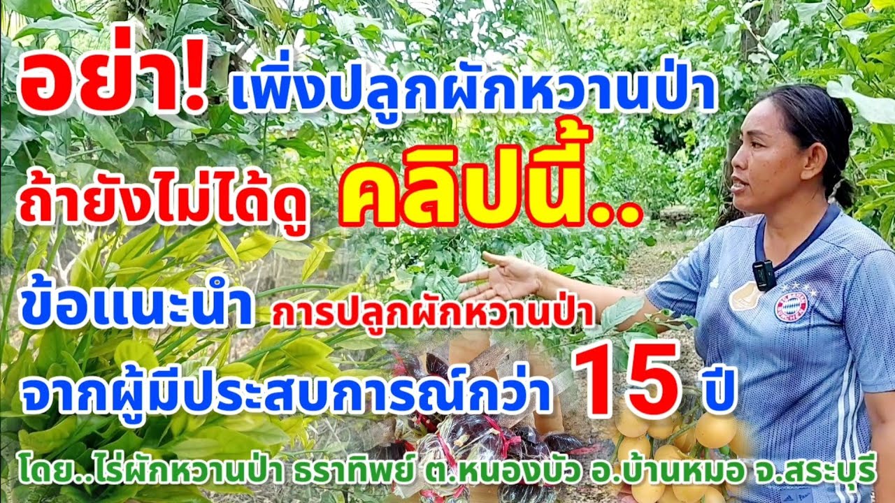 ผักหวานป่าระยะชิด ต้นตรงทรงพุ่มสวย แตกยอดดี โดย ไร่ผักหวานป่า ธราทิพย์ จ.สระบุรี