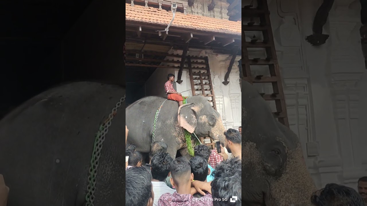 ഗജരാജൻ നിന്ന് തല കുലുക്കി നടന്ന് പോകുന്ന വീഡിയോ #subscribe #channel