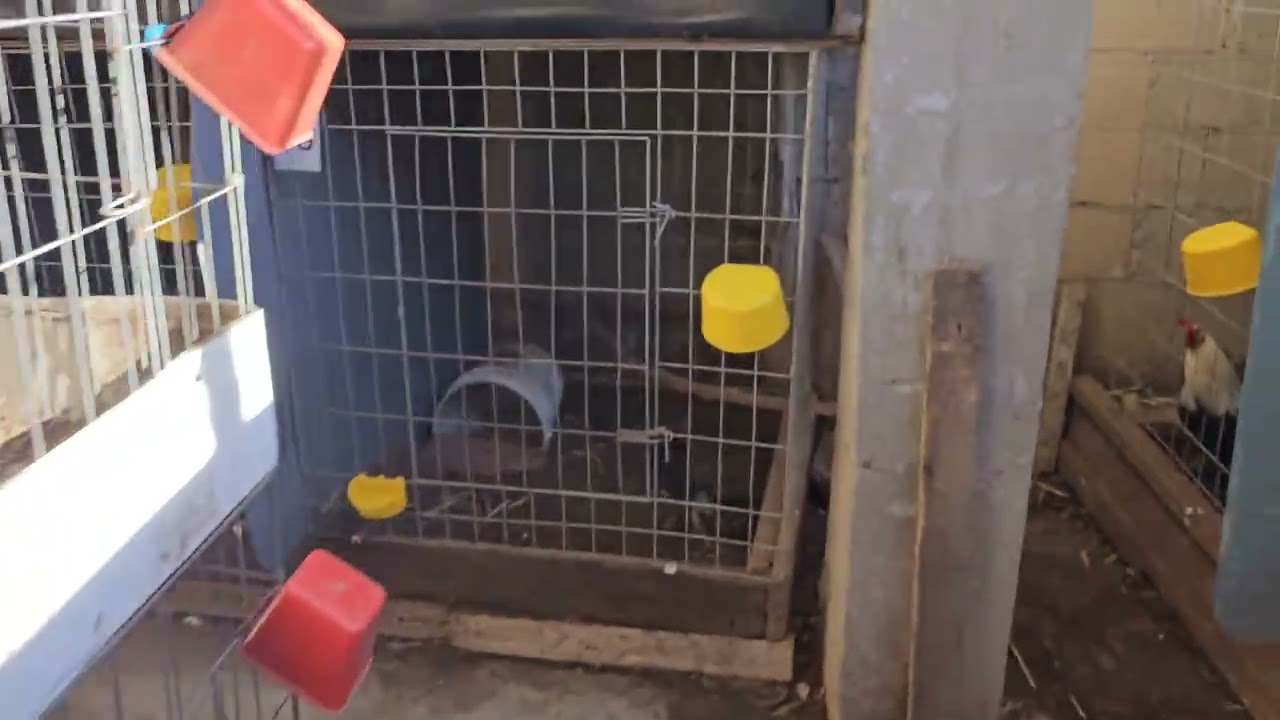Echándole paja a los voladeros de los gallos
