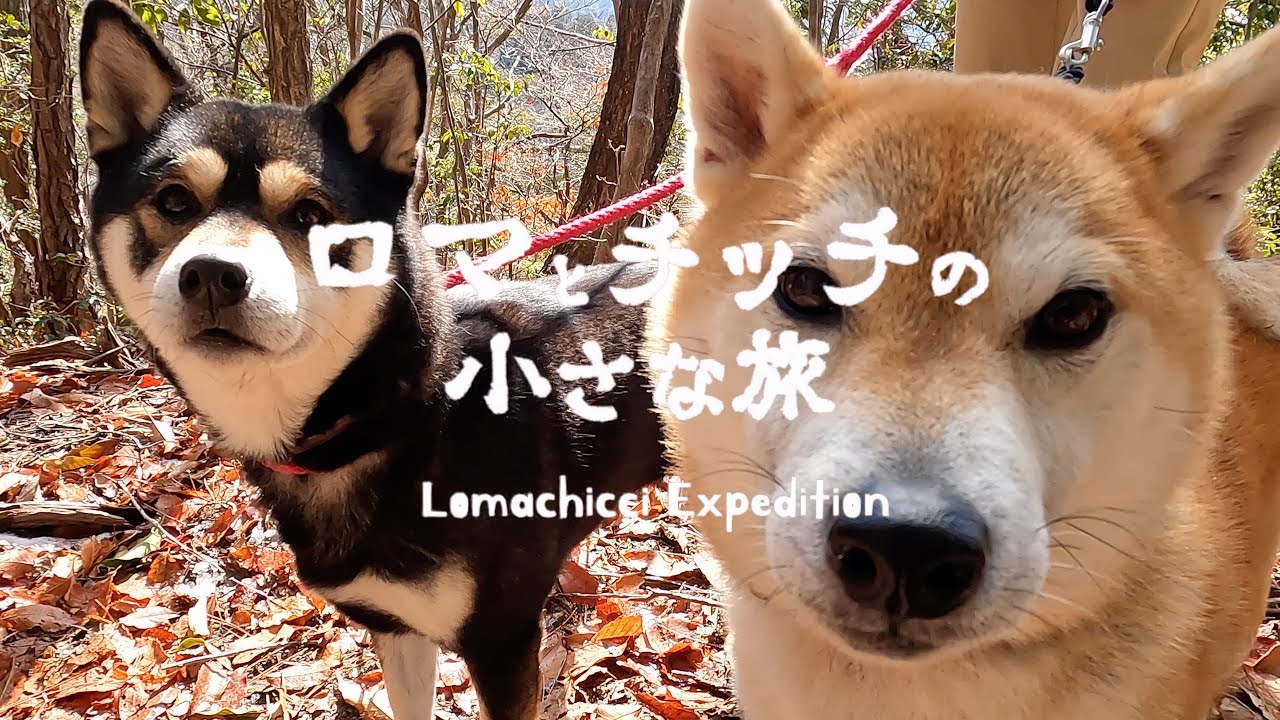 【岩巣山】ライバル登場⁉️岩室堂公園から周回コース「道の駅瀬戸しなの」で下山メシ