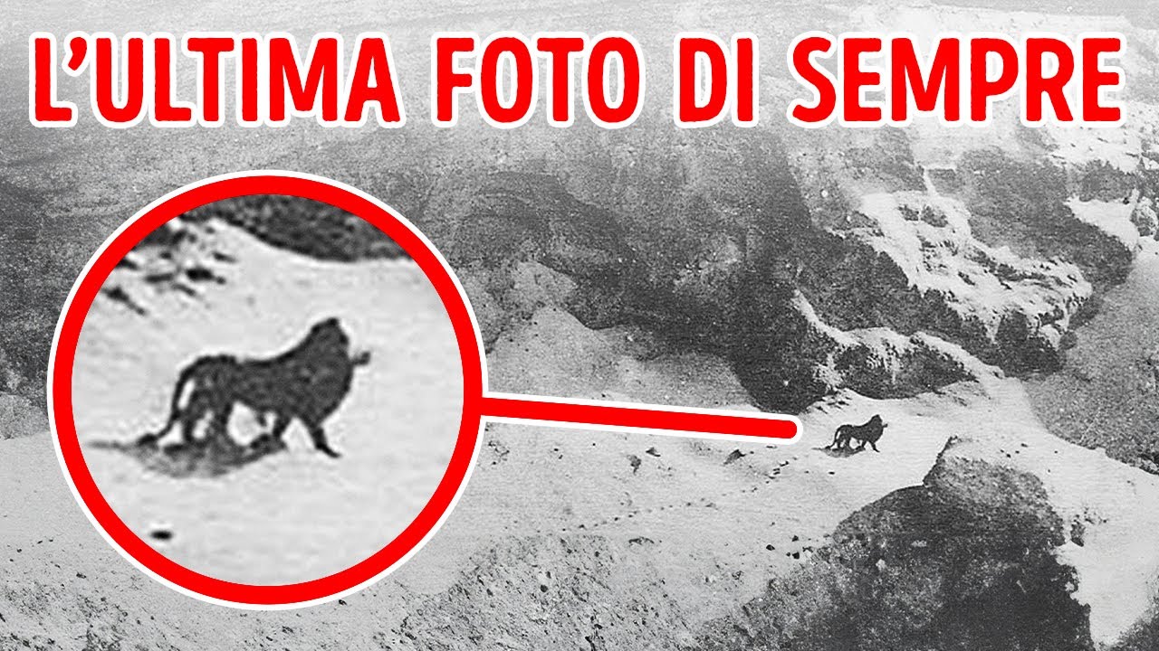 Gli ultimi incontri con specie estinte