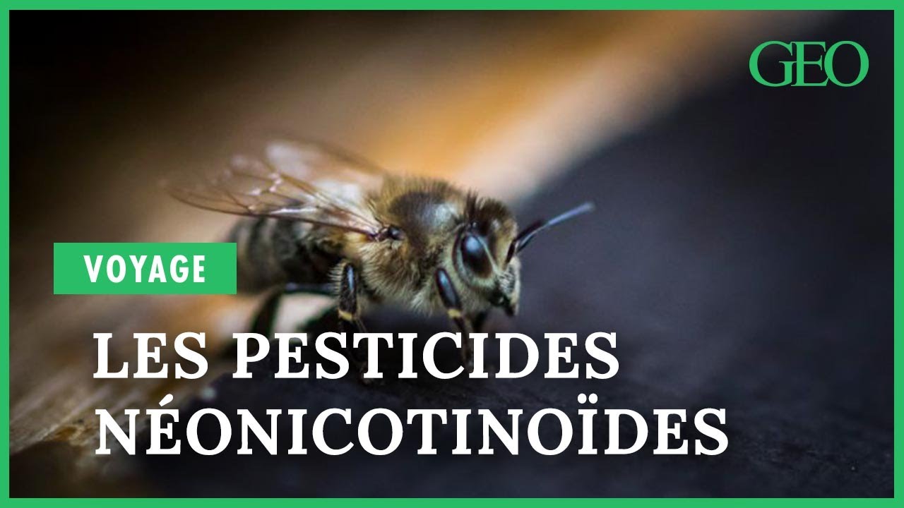 Disparition des abeilles : les pesticides néonicotinoïdes en 10 questions à Stéphane Foucart