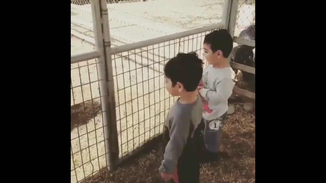 Rohingya funny videos