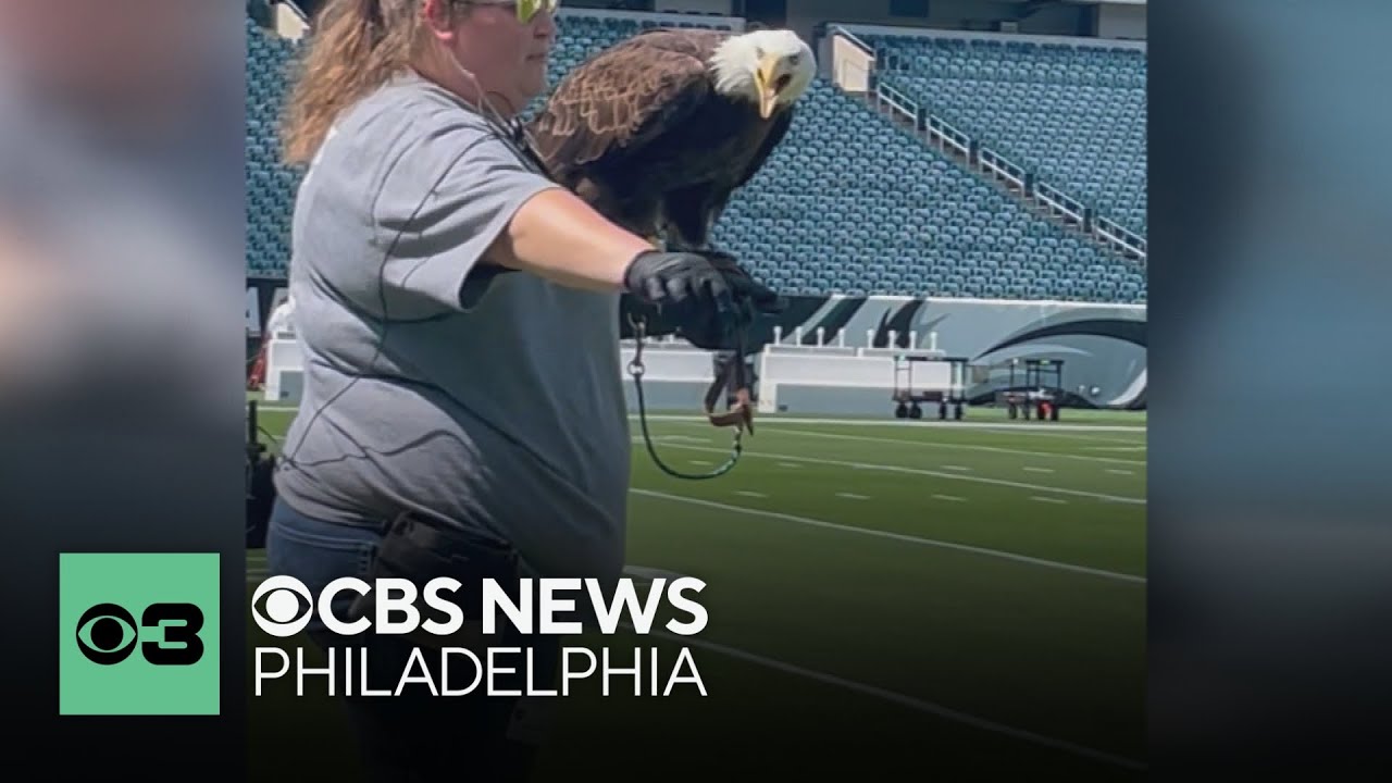 Lincoln, the Philadelphia Eagles' real-life mascot, featured in Budweiser Super Bowl commercial