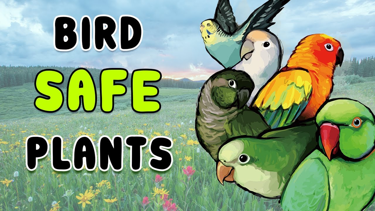Complete list of bird safe plants