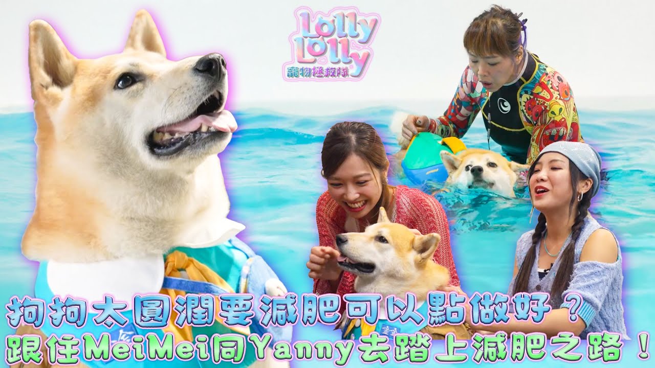 狗狗太圓潤要減肥可以點做好？跟住MeiMei同Yanny去踏上減肥之路！｜ Lolly Lolly寵物拯救隊 ｜EP3｜ Lolly Talk ｜ 寵物 ｜ HOY TV