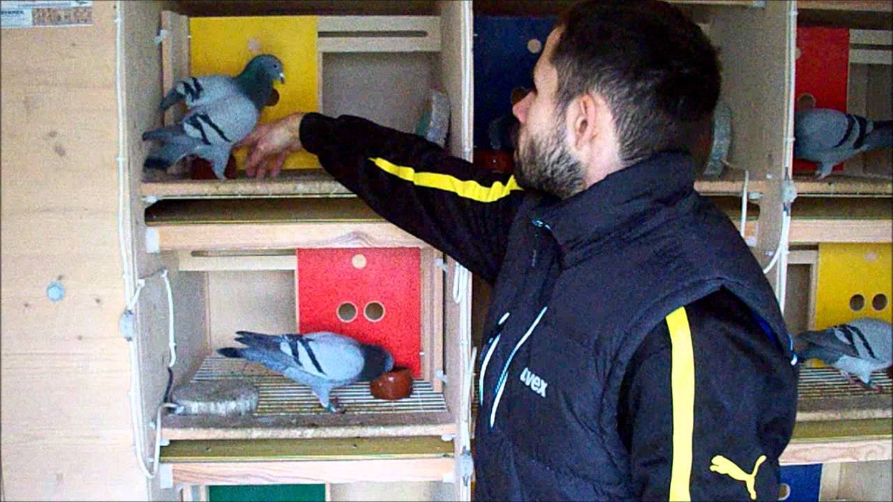 Brieftauben, duiven, pigeons, Rene Buhl