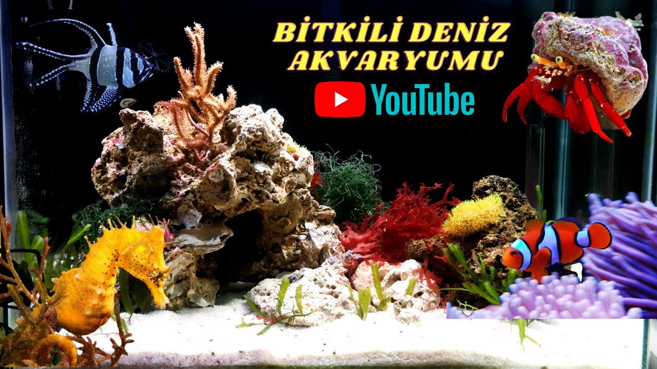 Bitkili Deniz Akvaryumu Kurdum - Makro Alg Akvaryumu