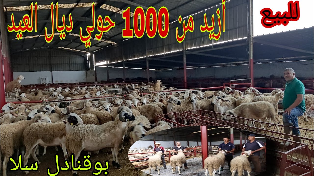 إنطلاق عملية بيع أضحية العيد في ضيعة الأخ بوزيان (الطالياني)ب سلا بوقنادل اتصل0656323060//0689251868