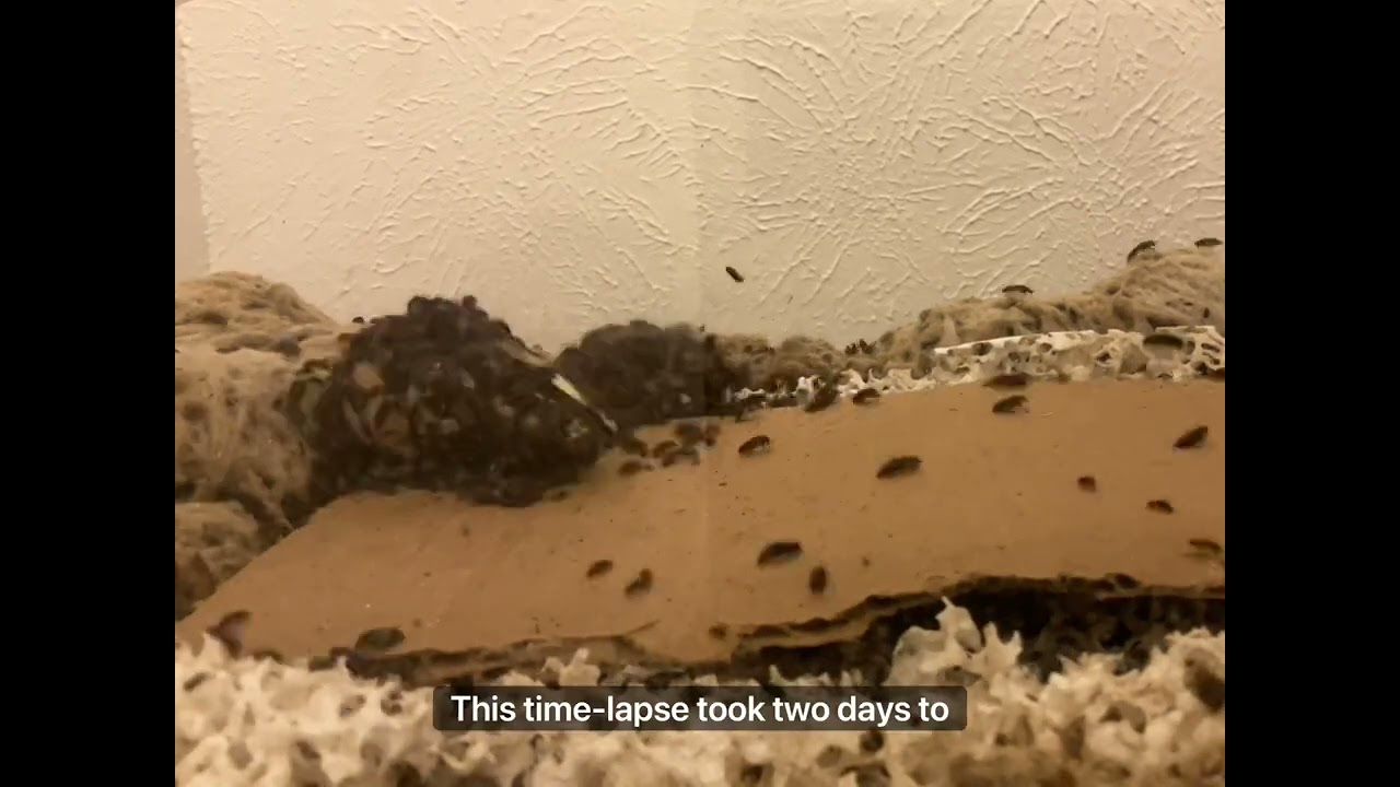 Dermestid beetle colony time lapse cleaning a juvenile emu skull