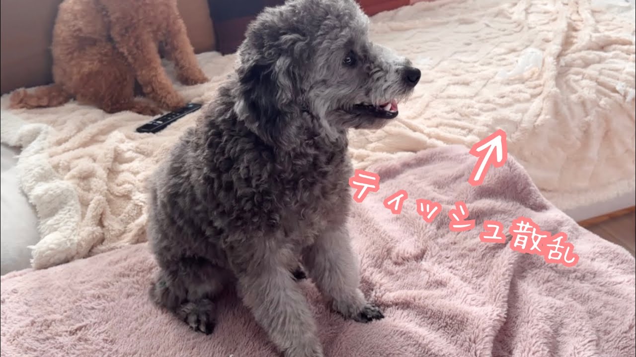 ＃2 家に帰ったらティッシュが散らばってました