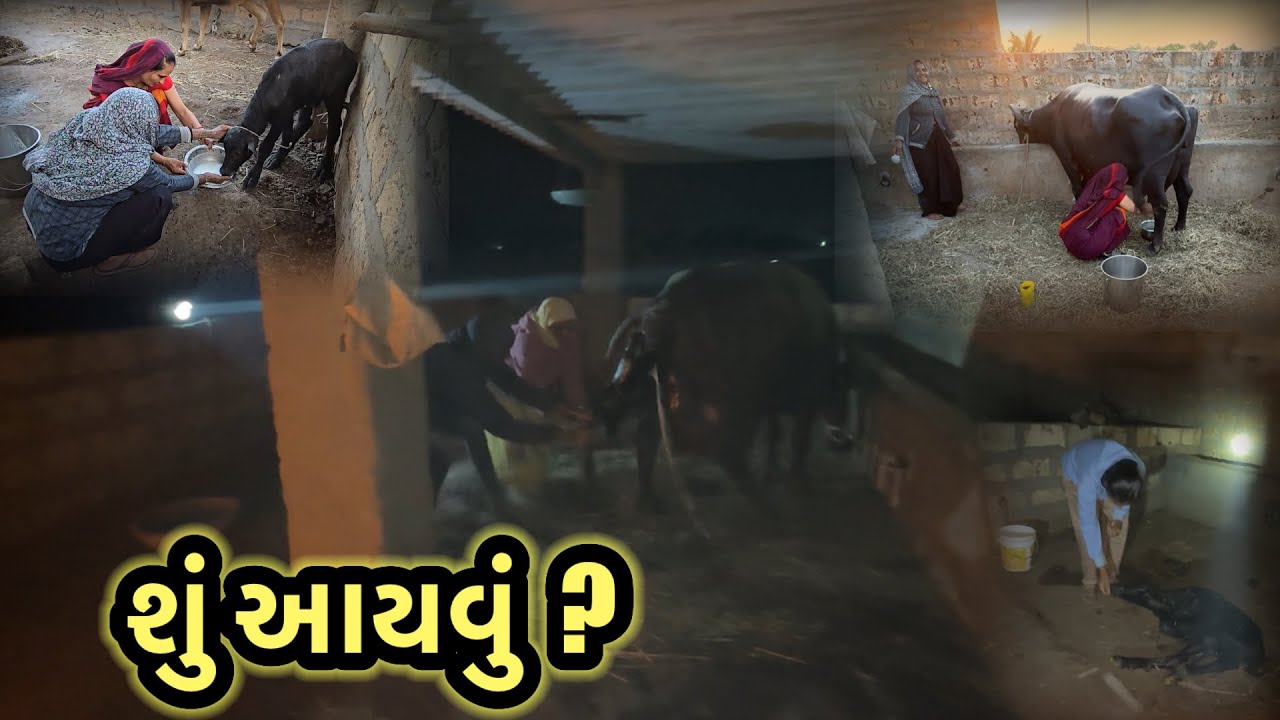Buffalo giving birth calf || village life 