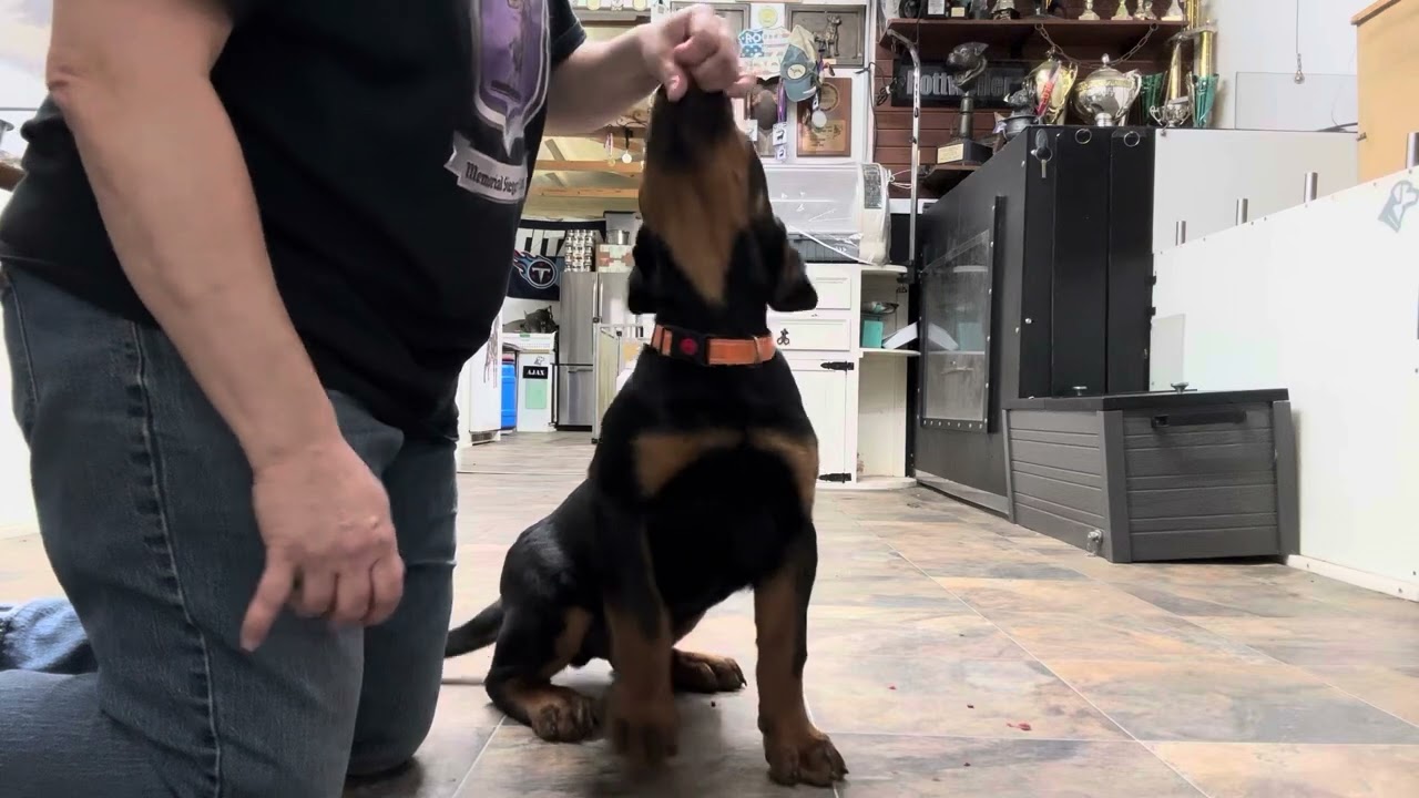 Kase - Rottweiler puppy teeth session 3 - Teeth training