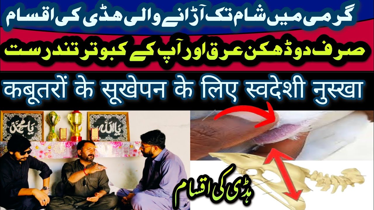 Achay kabooter ki haddi jor ki pehchan || हड्डी के अच्छे जोड़ों की पहचान || Best Tips for Birds