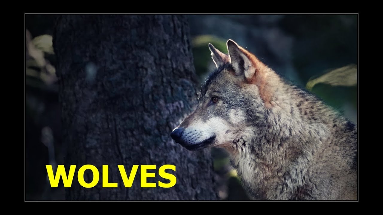 Vlci - Šumava (vlčí výběh Srní) #wolves