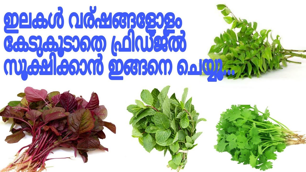 How To Store Leaves, Herbs Fresh In Fridge For Long ഇലകൾ മാസങ്ങളോളം കേടുകൂടാതെ സൂക്ഷിക്കാം Easy Tips