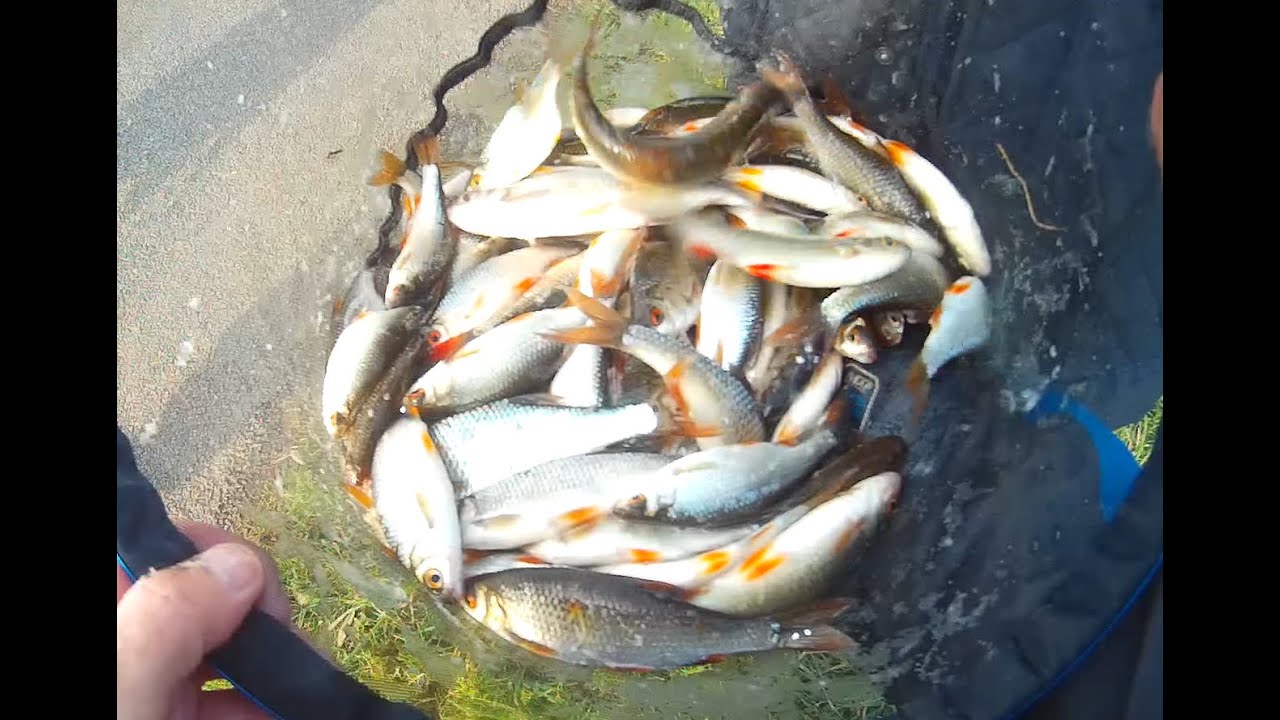 Whip & Bread Punch Fishing on the River Steeping