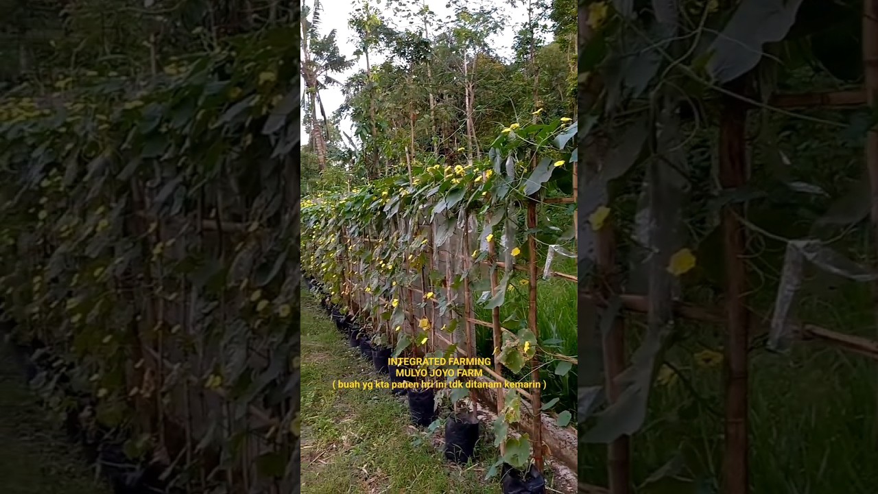 TANAM SAYURAN DIHALAMAN RUMAH #mulyojoyofarm  #integratedfarming #tanamsayuran #pertanian