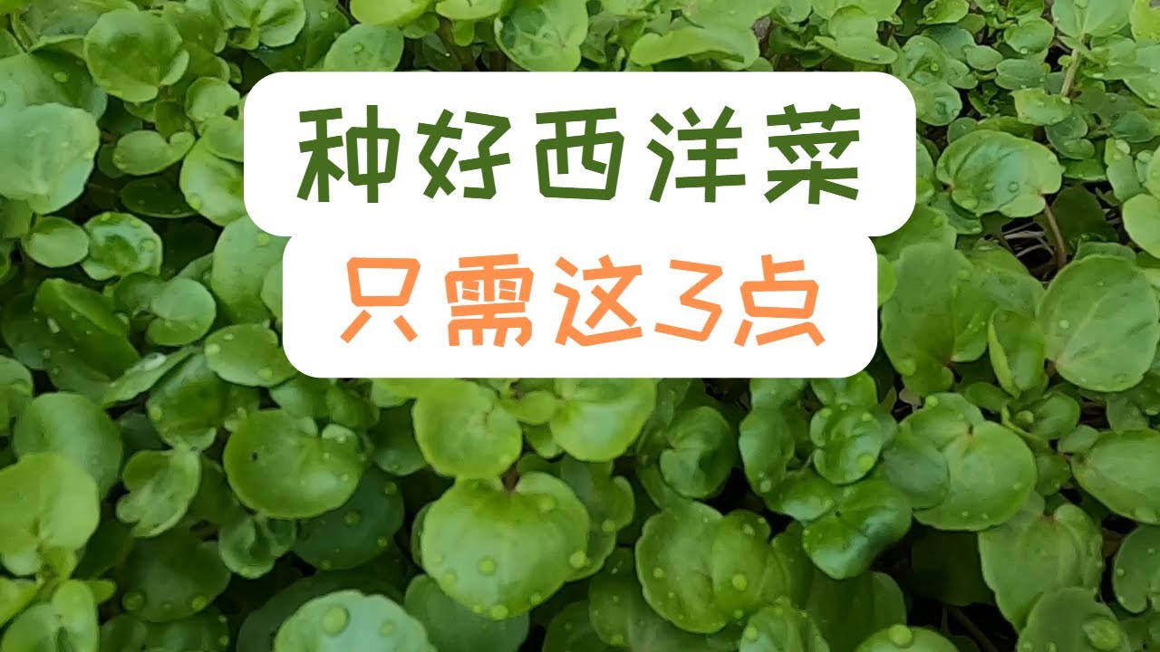 【西洋菜种植】种好西洋菜 记住这三点