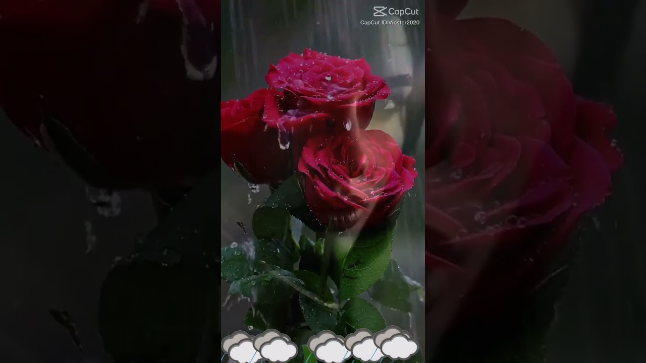 වැස්ස වහිනවා සිතුවිළි පොකුරු පිපෙනවා 
