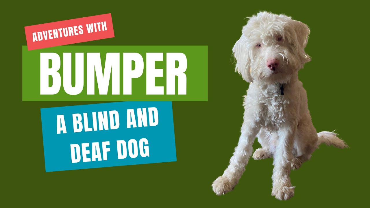 A day in the life of a blind and deaf dog