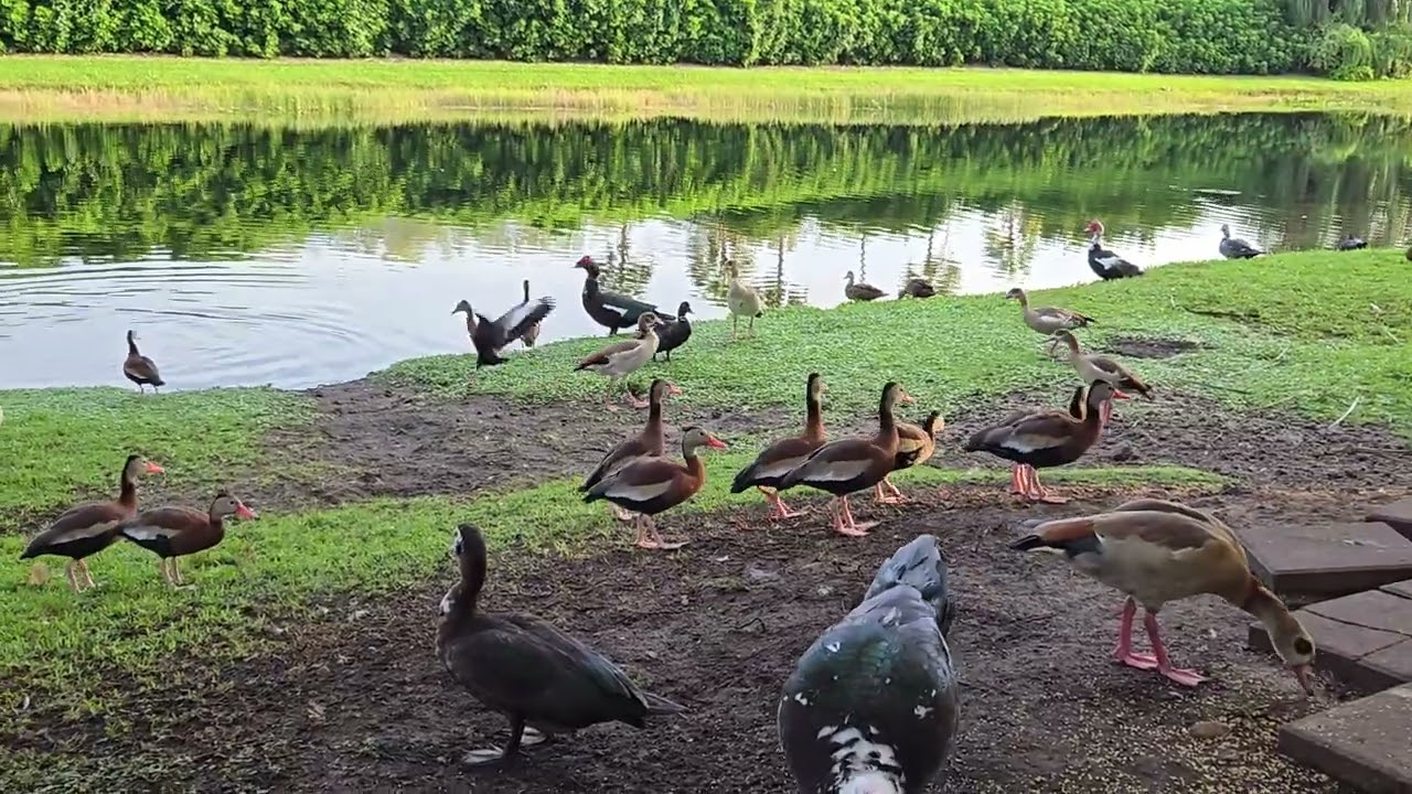 Battle of the Black-Bellied Whistling Ducks! #blackbelliedwhistlingduck