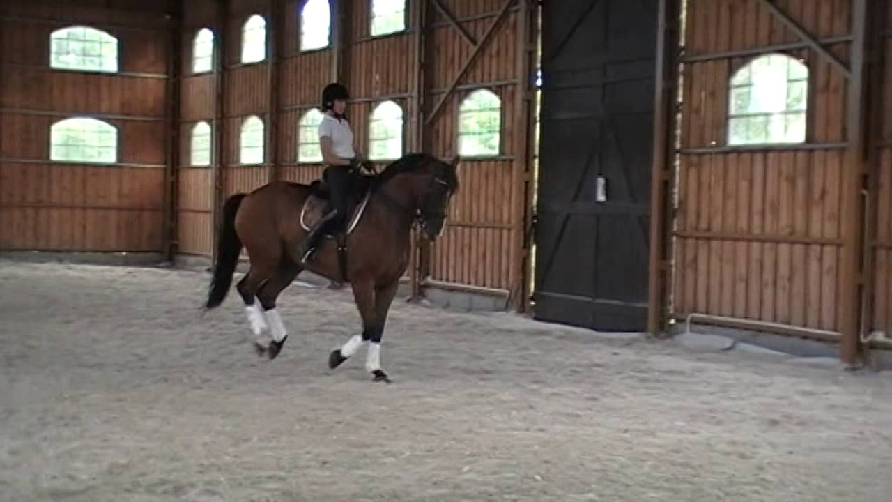 Jagodne Horses: Emol-ćwiczenia w galopie