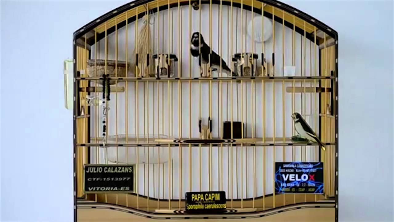 Coleiro Velox - OFICIAL