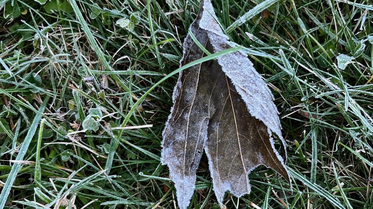 1st Frost Makes Work (frost, cleaning harvest, neem spray plants that move inside) : Bittersweet Gar