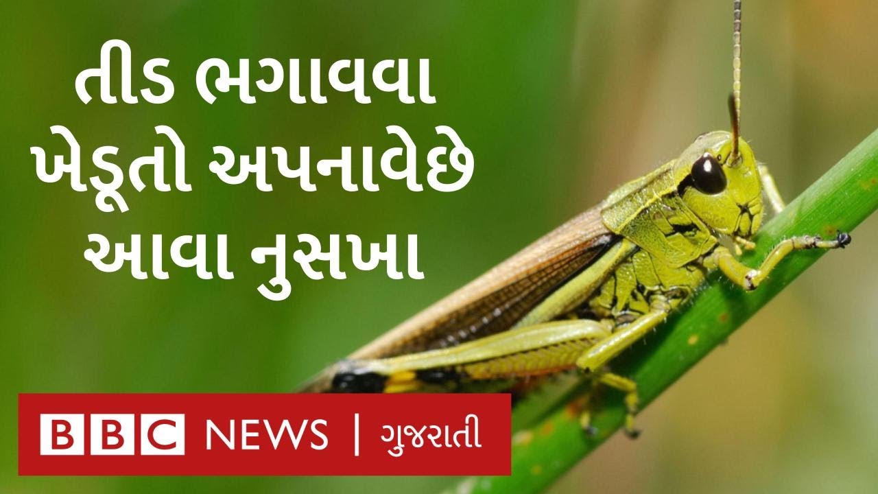 Gujarat farmers are using DJs and drums to repel locusts