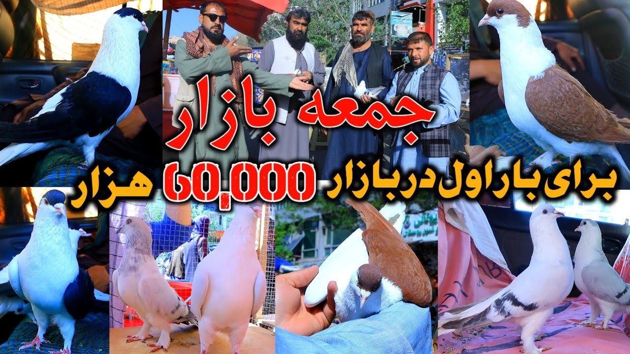 کفتر های که در جمعه بازار غوغا برپا کرد || برای بار اول در بازار 60,000 هزار افغانی | Wazha Maihan