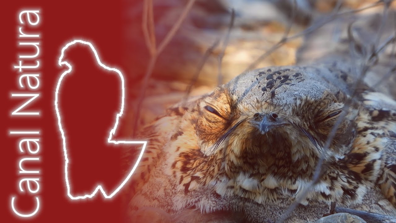 Chotacabras cuellirrojo (Caprimulgus ruficollis) Red-necked Nightjar 4K