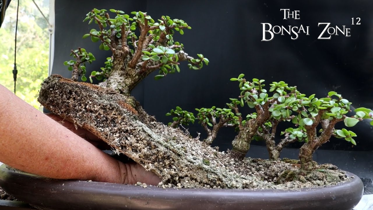 Big Changes for My Portulacaria afra Forest, Part 2A, The Bonsai Zone, Aug 2025